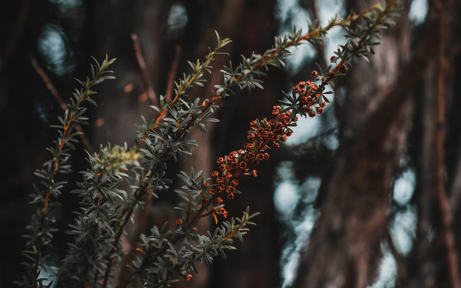 The Science of Manuka Honey